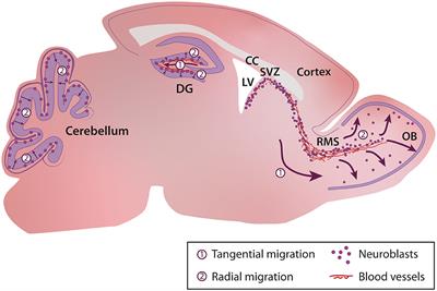 Intrinsic Mechanisms Regulating Neuronal Migration in the Postnatal Brain